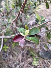 Rhodomyrtus tomentosa