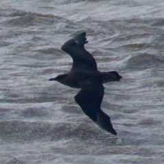 Stercorarius chilensis