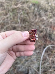 Rhodomyrtus tomentosa