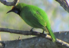 Chloropsis aurifrons