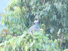 Patagioenas leucocephala