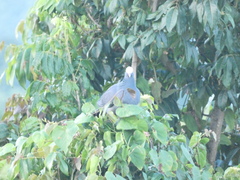 Patagioenas leucocephala