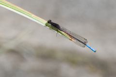 Oxyallagma dissidens