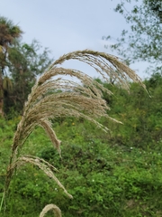 Digitaria insularis