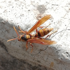 Polistes carnifex