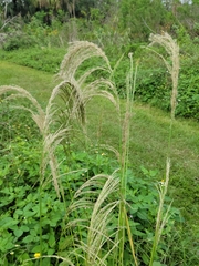 Digitaria insularis