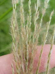 Digitaria insularis