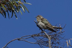 Chrysococcyx basalis