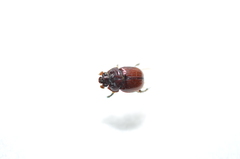 Eucanthus lazarus