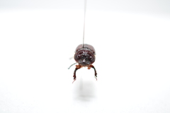 Eucanthus lazarus