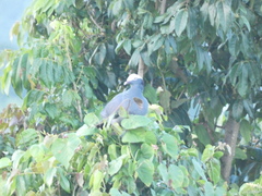 Patagioenas leucocephala