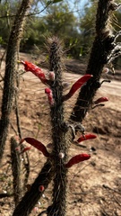 Cleistocactus baumannii