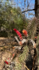 Cleistocactus baumannii