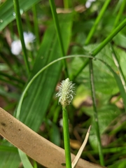 Eleocharis