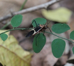 Zelurus circumcinctus