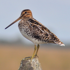 Gallinago paraguaiae