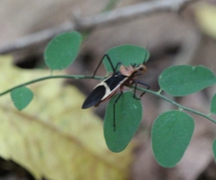 Zelurus circumcinctus