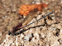 Hetaerina vulnerata