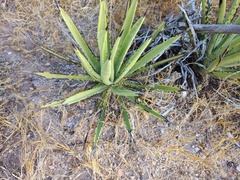 Agave datylio