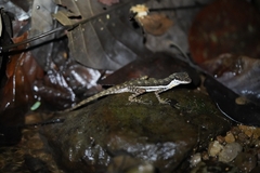 Anolis oxylophus