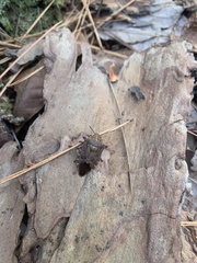 Alcaeorrhynchus grandis