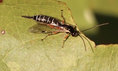 Itoplectis