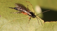 Itoplectis