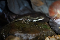 Anolis oxylophus