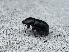 Heteronychus arator