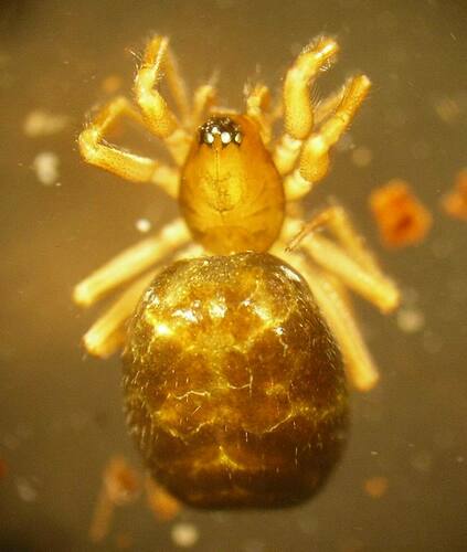 Supreme Money Spider