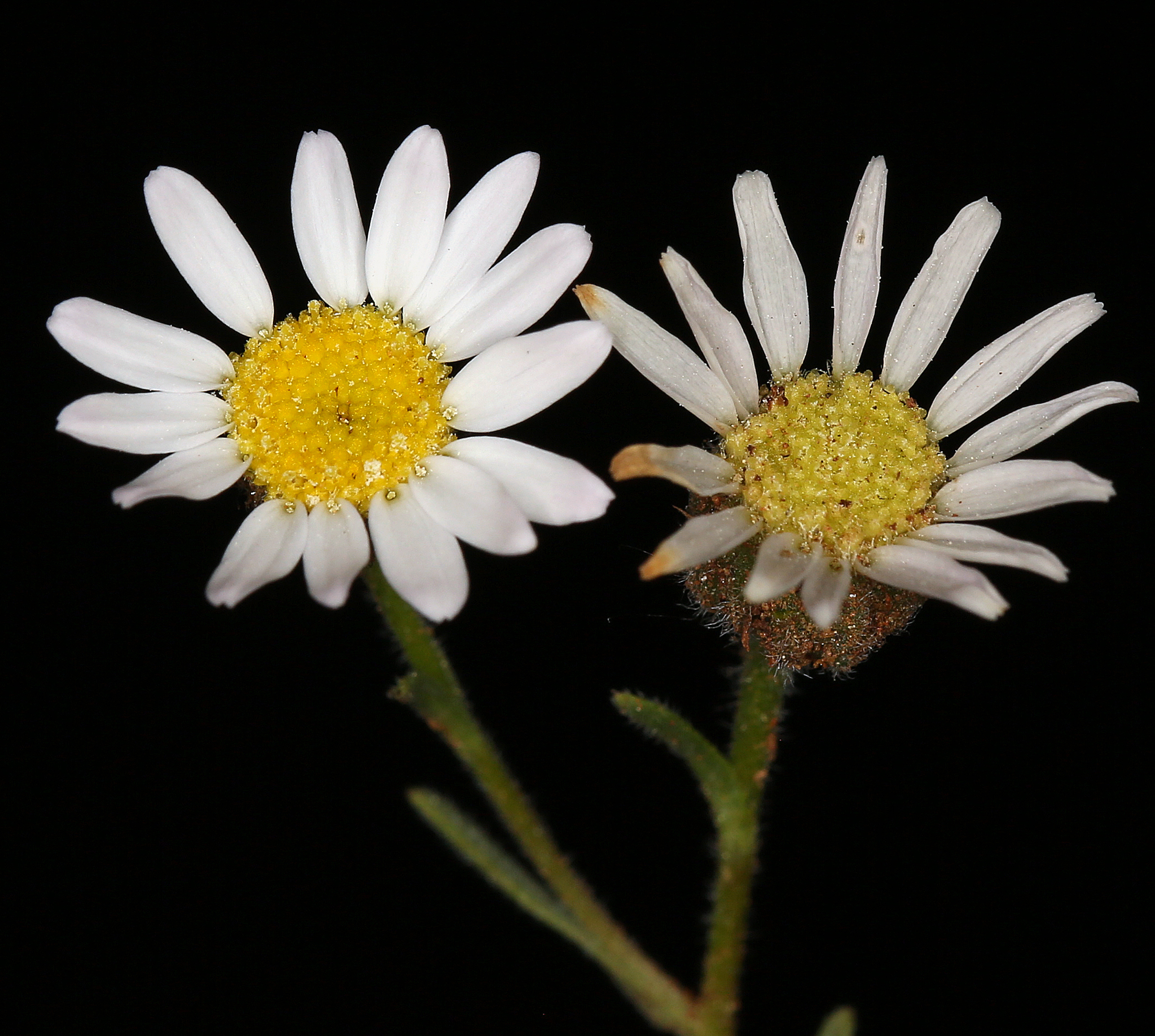 Erigeron lassenianus