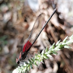 Hetaerina americana