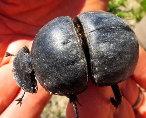 Cape Flightless Dung Beetle photo 3