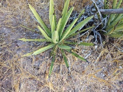 Agave datylio