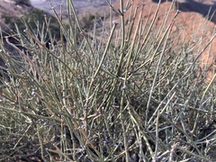 Ephedra nevadensis