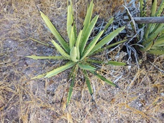 Agave datylio