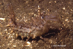 Paracrangon echinata