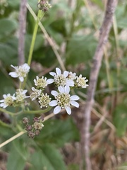 Verbesina microptera