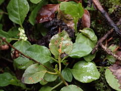 Rossmanomyces pyrolae