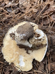 Catathelasma