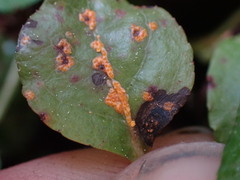 Rossmanomyces pyrolae