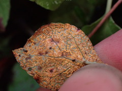 Rossmanomyces pyrolae