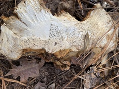 Catathelasma