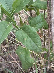 Verbesina microptera