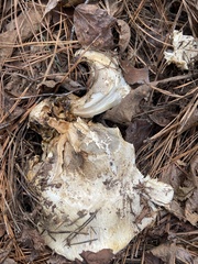 Catathelasma