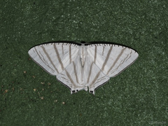 Urapteroides astheniata