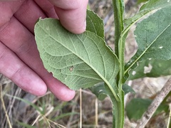 Verbesina microptera