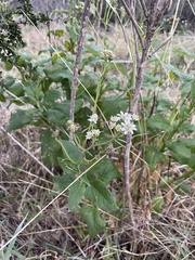 Verbesina microptera