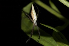 Argiope protensa