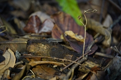 Anolis humilis